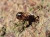 Tenuiphantes sp.